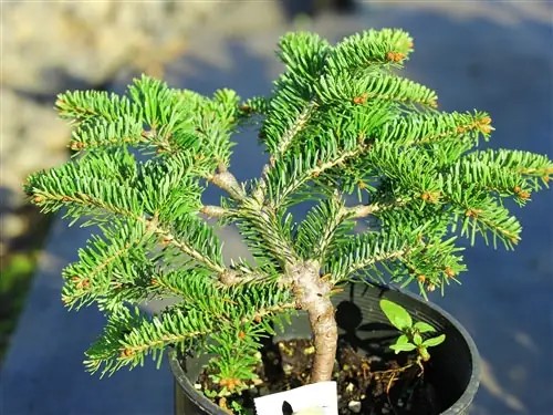 Abies nordmanniana 
